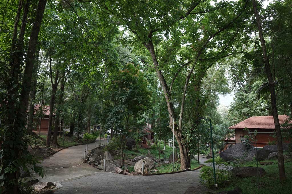 Treetop Resort Nature